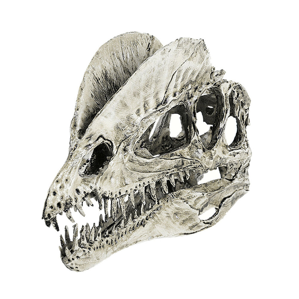 1000x1000 Scale Dinosaur Skull Dilophosaurus Skeleton Model Drawing Prop - Dinosaur Skull Drawing