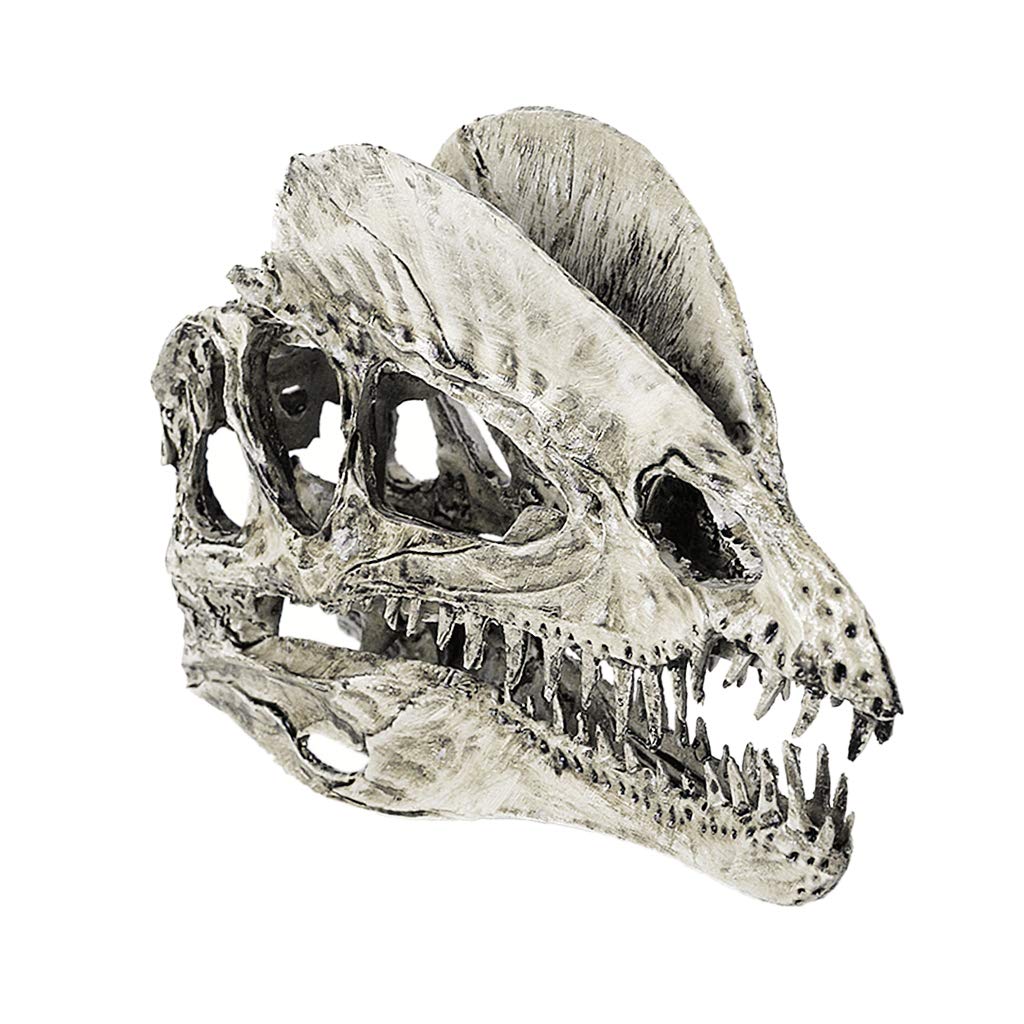 1024x1024 Blesiya Scale Dinosaur Skull Dilophosaurus - Dinosaur Skull Drawing