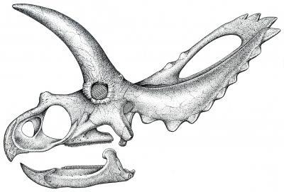 400x271 Coahuilaceratops Magnacuerna - Dinosaur Skull Drawing