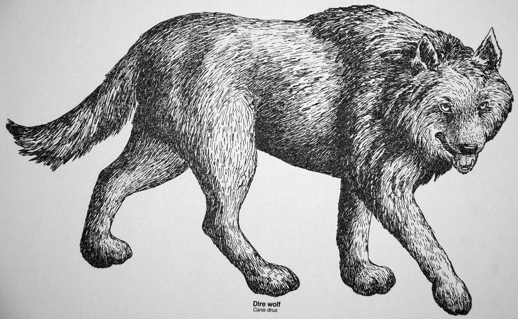 Dire Wolf Drawing at Explore collection of Dire