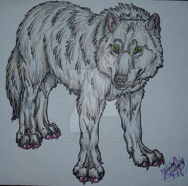 600x592 Dire Wolf - Dire Wolf Drawing