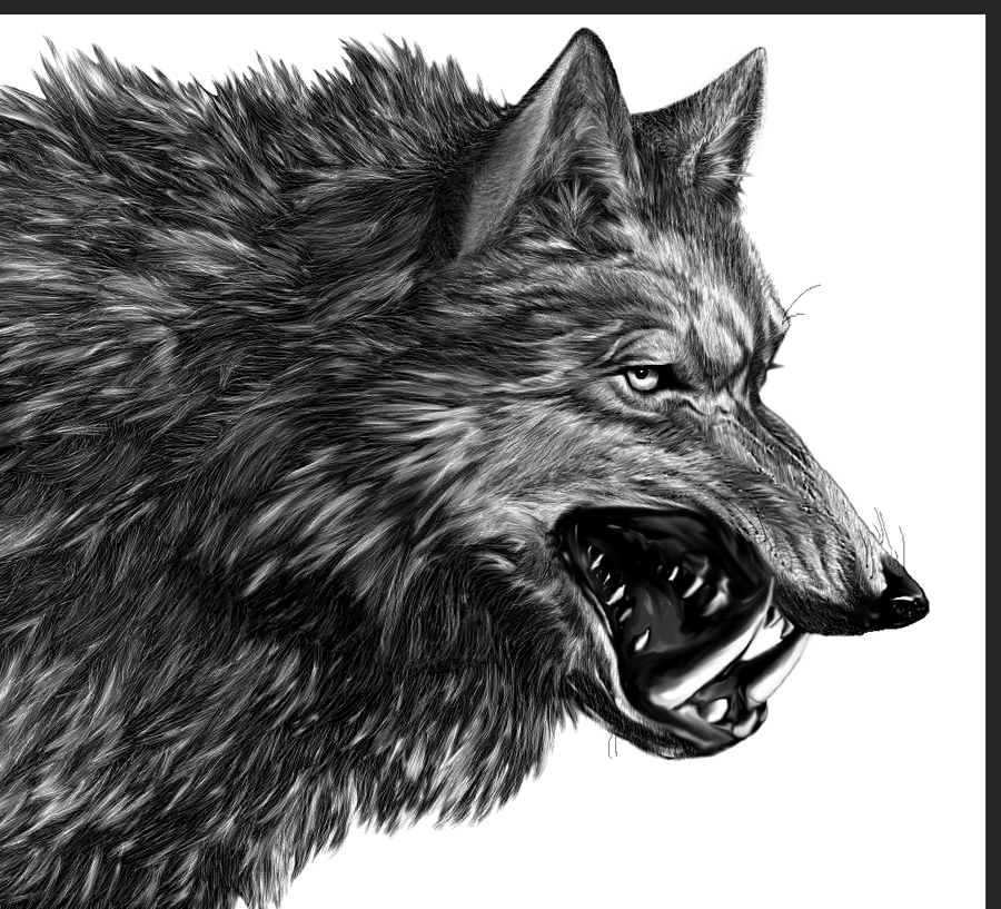 900x817 Direwolf A Song Of Ice And Fire Wiki Fandom Powered - Dire Wolf Drawing