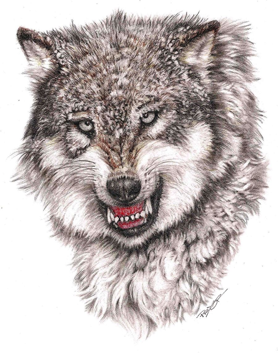 900x1141 frank pryor - Dire Wolf Drawing.