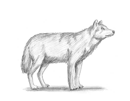 550x425 How To Draw A Wolf - Dire Wolf Drawing. 