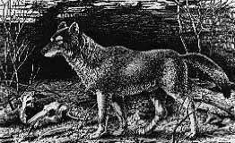 262x160 Dire Wolf - Dire Wolf Drawing