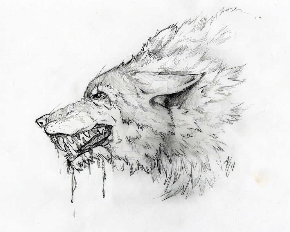 Angry Dire Wolf - Dire Wolf Drawing. 
