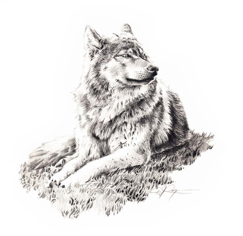 794x770 Wolf Lying Down Pencil Drawing Art Print - Dj Drawing