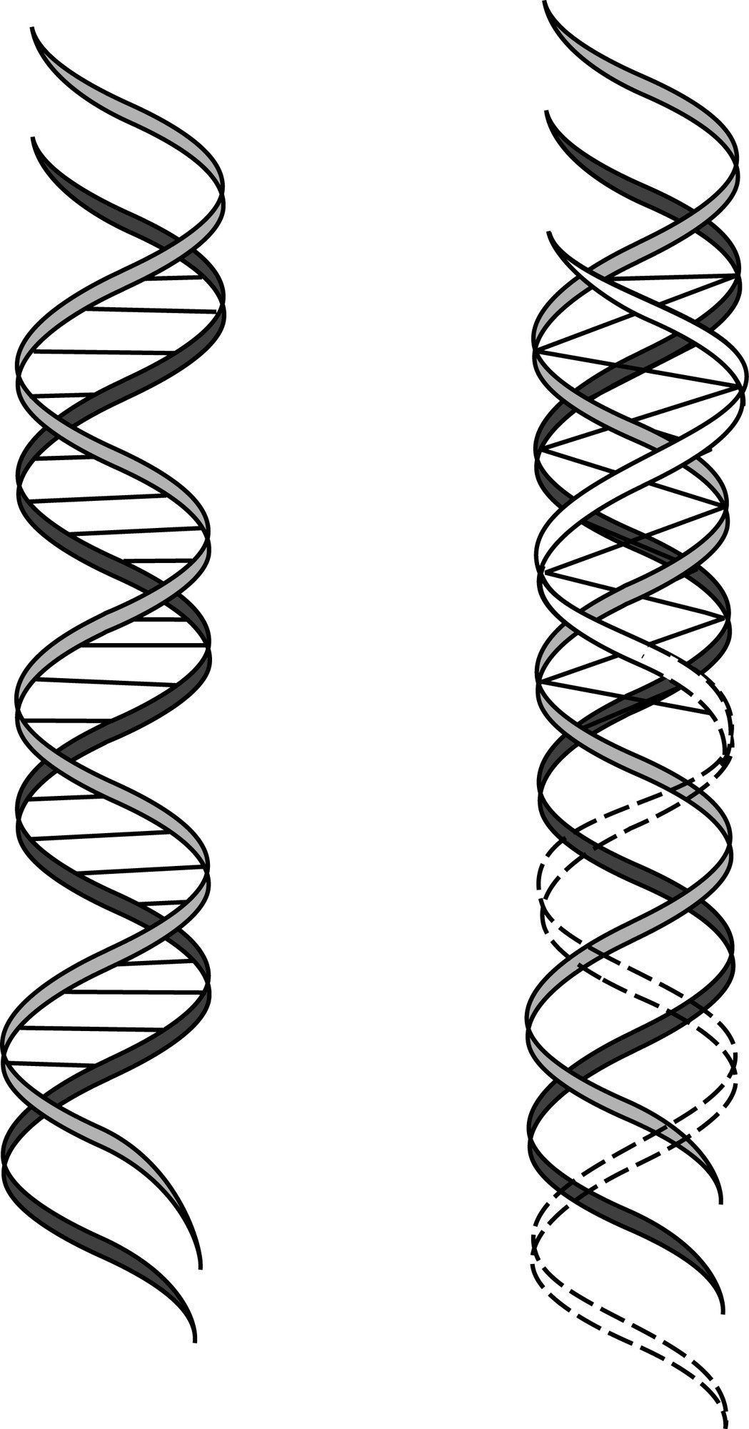 Dna Double Helix Drawing at Explore