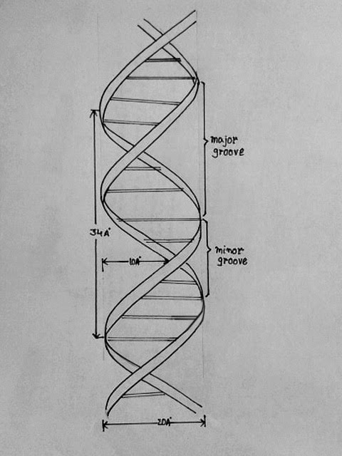 480x640 Draw It Neat How To Draw Dna - Dna Double Helix Drawing