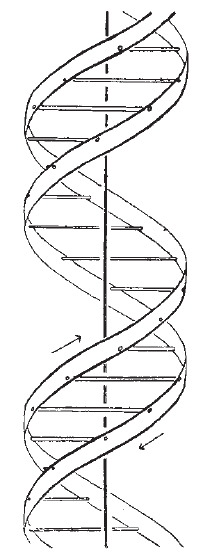 204x554 Diagram Of Dna Double Helix As Proposed - Dna Double Helix Drawing