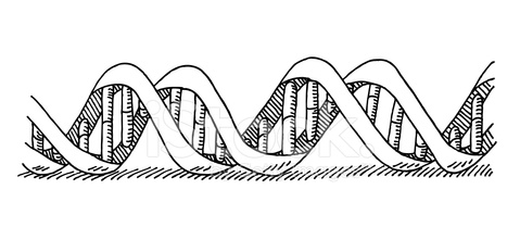 479x221 Dna Double Helix Drawing Stock Photos - Dna Double Helix Drawing
