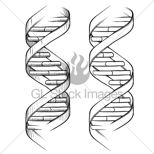 500x500 Dna Double Helix Sketch Gl Stock Images - Dna Double Helix Drawing