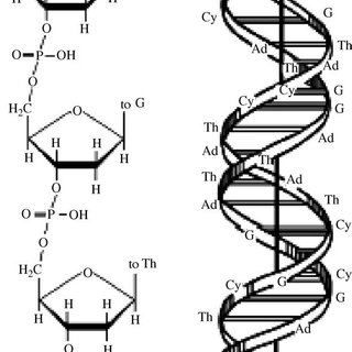 320x320 Fragments - Dna Double Helix Drawing