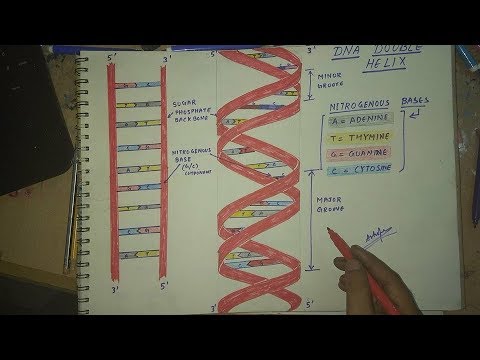480x360 How To Draw Dna Double Helix Structure - Dna Double Helix Drawing