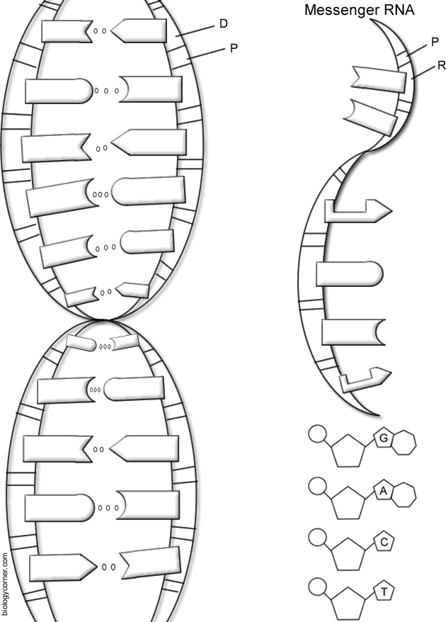 dna-double-helix-drawing-at-paintingvalley-explore-collection-of