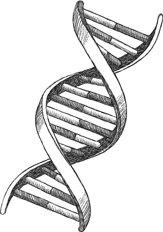 Dna Drawing at Explore collection of