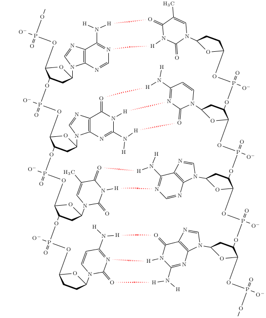 545x651 Latex How To Draw Dna With Latex Plantgenerations - Dna Drawing