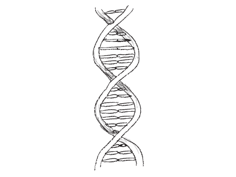 466x350 collection of free dna drawing sketch download on ui ex - Dna Drawing