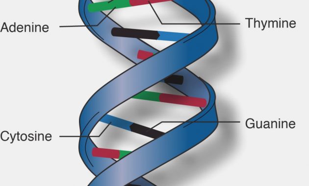 Dna Double Helix Drawing at PaintingValley.com | Explore collection of