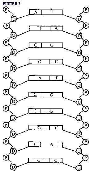 291x555 Dna Models - Dna Drawing Labeled