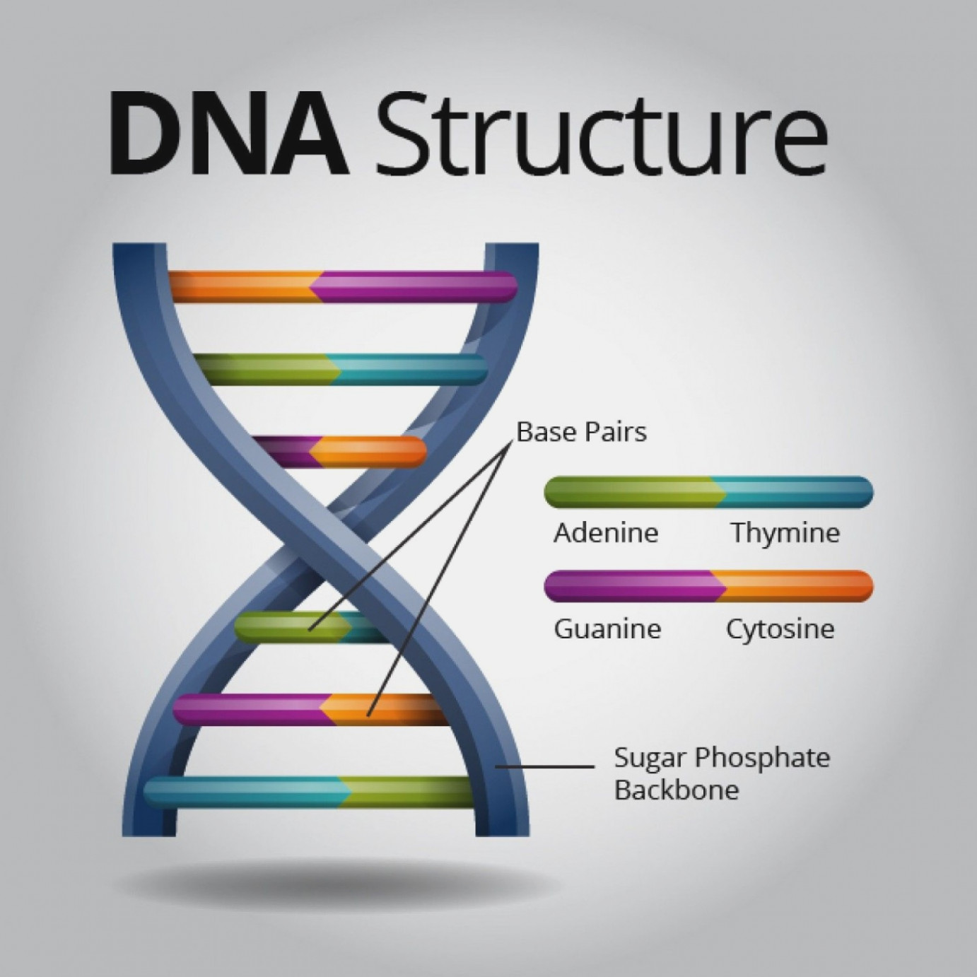 Dna Drawing Labeled at Explore collection of Dna