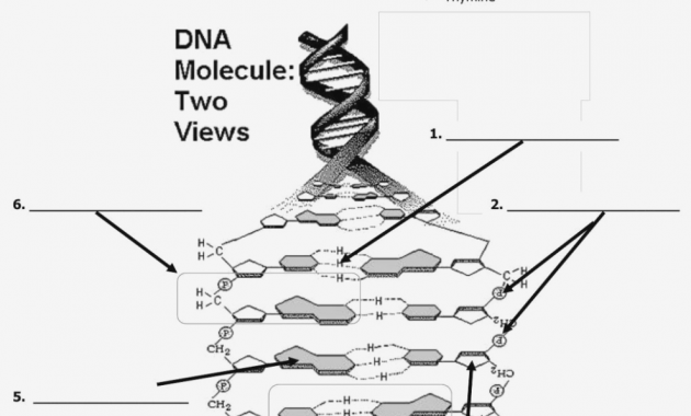 Dna Drawing Labeled At PaintingValley.com | Explore Collection Of Dna ...