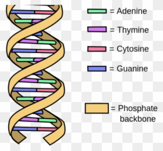 320x296 dna structure clipart drawing labeled - Dna Drawing Labeled