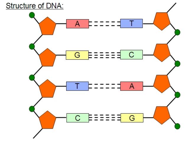 Dna Drawing Labeled at PaintingValley.com | Explore collection of Dna ...