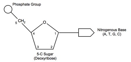 450x216 Dna Structure Bioninja - Dna Drawing Labeled