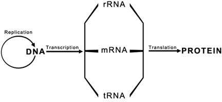 432x200 Final Exam - Dna Drawing Labeled