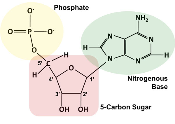 600x425 How Do You Draw A Nucleotide And Label Its Three Basic Parts - Dna Drawing Labeled