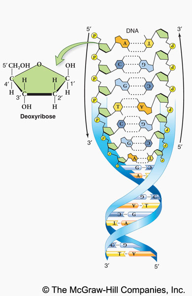 Dna Drawing Labeled at PaintingValley.com | Explore collection of Dna ...