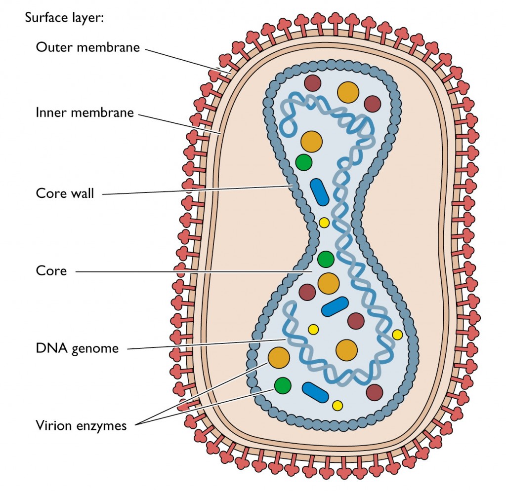 1024x995 labeled virus diagram printable diagram - Dna Drawing Labeled