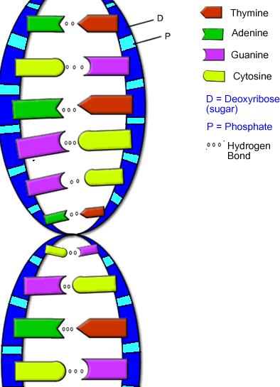 394x545 Unseen Rare Collection Dna Model Project,molecule,mutation - Dna Drawing Labeled