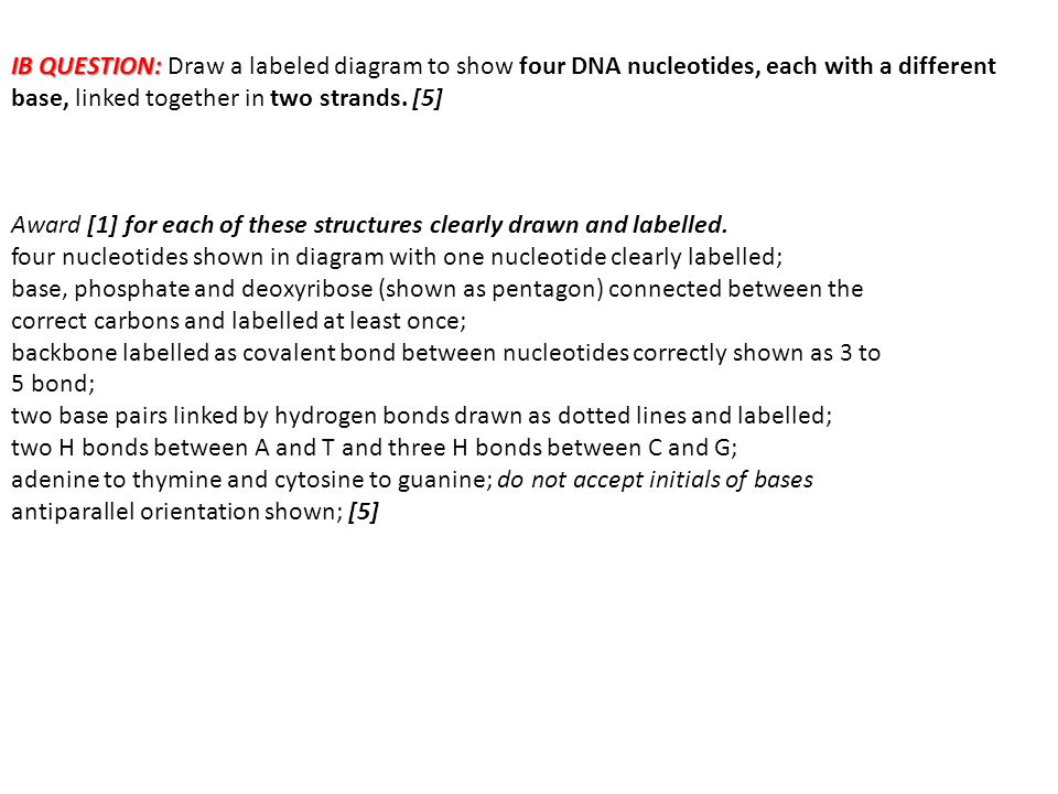 960x720 Structure - Dna Drawing Labeled