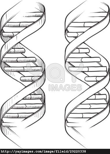 380x530 Tattoo Dna Tattoo, Tattoos, Double Helix - Dna Helix Drawing