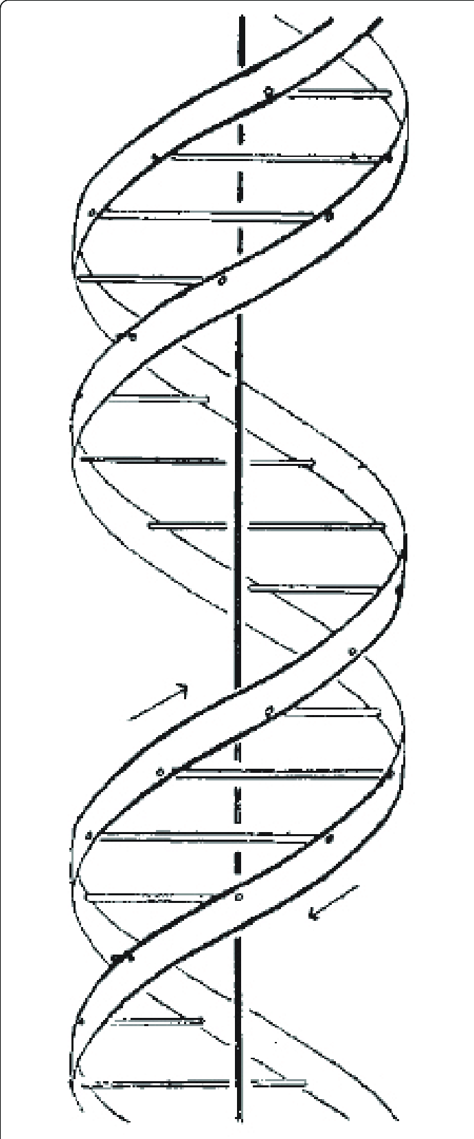 Dna Helix Drawing At Explore Collection Of Dna Helix Drawing 