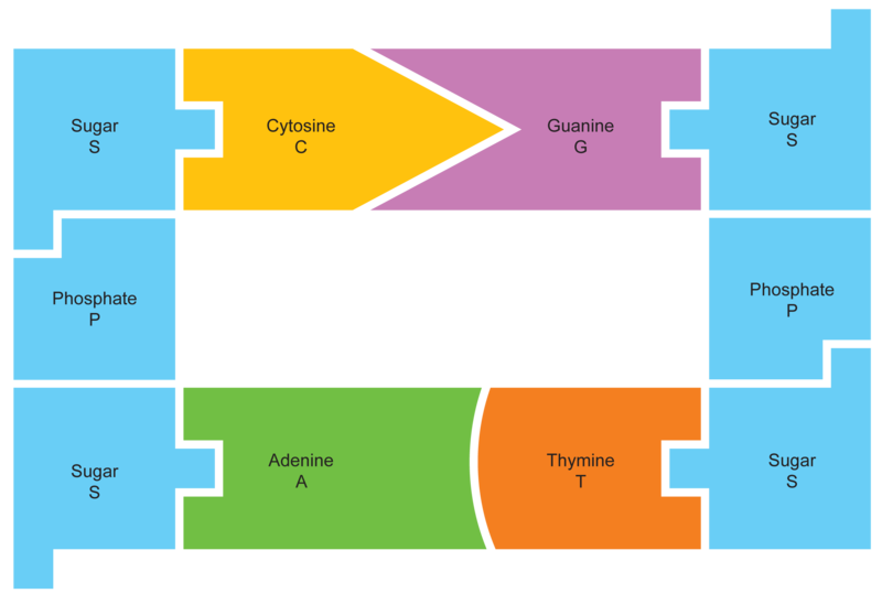 800x548 Collection Of Free Dna Drawing Model Download On Ui Ex - Dna Ladder Drawing