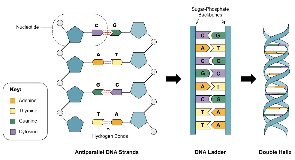 983x534 Dna Structure Bioninja - Dna Ladder Drawing