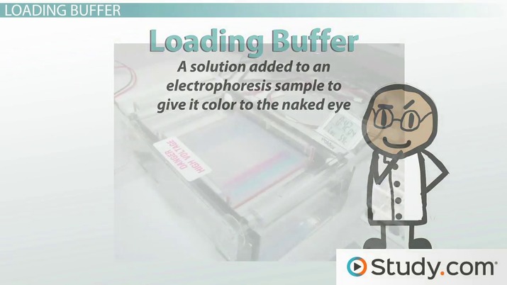 715x402 ethidium bromide, loading buffer dna ladder visualizing dna - Dna Ladder Drawing