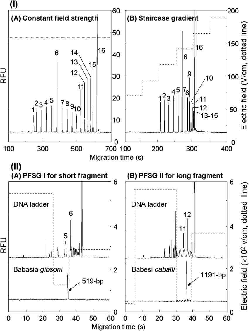 850x1130 I Me Separation Of Bp Dna Ladder Fragments Under - Dna Ladder Drawing