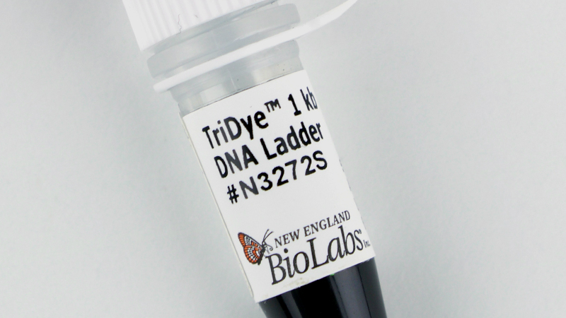 800x450 New England Biolabs - Dna Ladder Drawing
