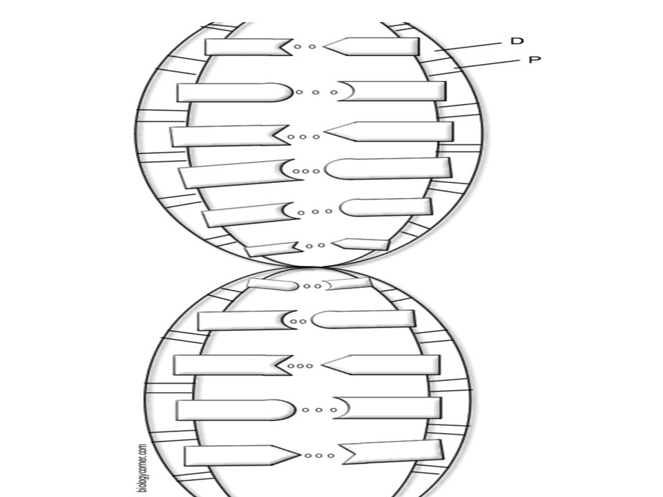 Dna Ladder Drawing at PaintingValley.com | Explore collection of Dna ...