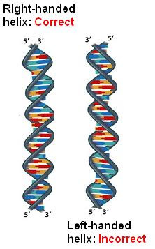 222x357 Sandwalk On The Handedness Of Dna - Dna Ladder Drawing