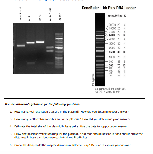 522x525 Solved Generuler Kb Plus Dna Ladder % - Dna Ladder Drawing