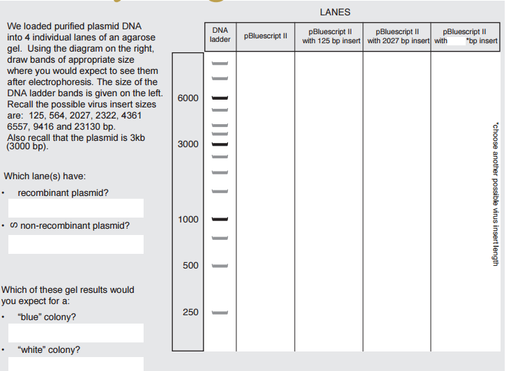 733x532 Solved We Loaded Purified Plasmid Dna Into Individual L - Dna Ladder Drawing