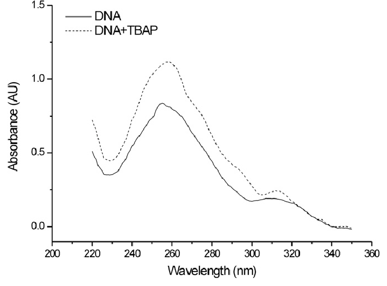 753x556 Uv Spectra Of The Bp Dna Ladder Sample With Mm Tbap - Dna Ladder Drawing