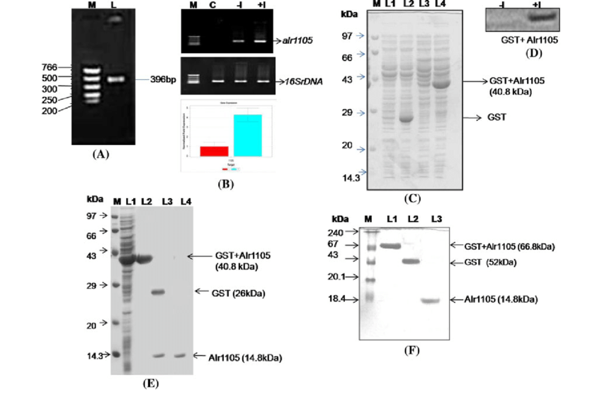 850x561 A Pcr Amplification Of Anabaena Sp Pcc Orf Lane - Dna Ladder Drawing