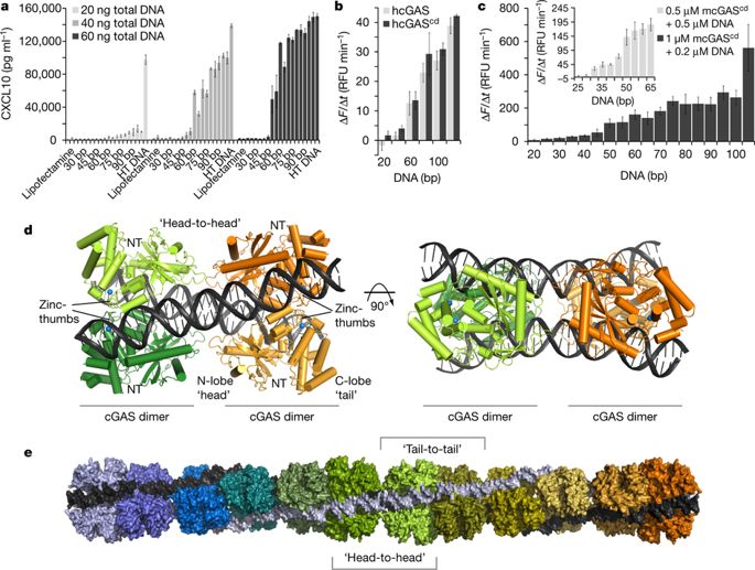 685x517 Cgas Senses Long And Hmgbtfam Bound U Turn Dna - Dna Ladder Drawing