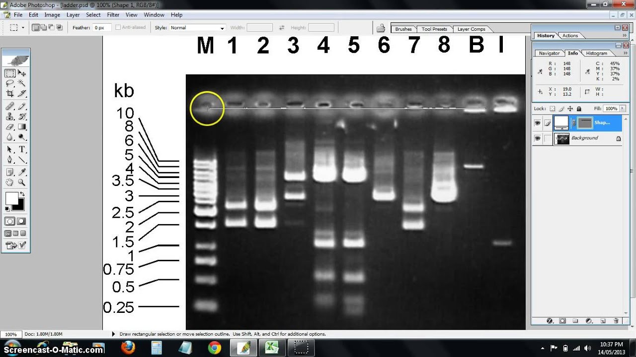 1280x720 Dna Ladder Standard Curve - Dna Ladder Drawing